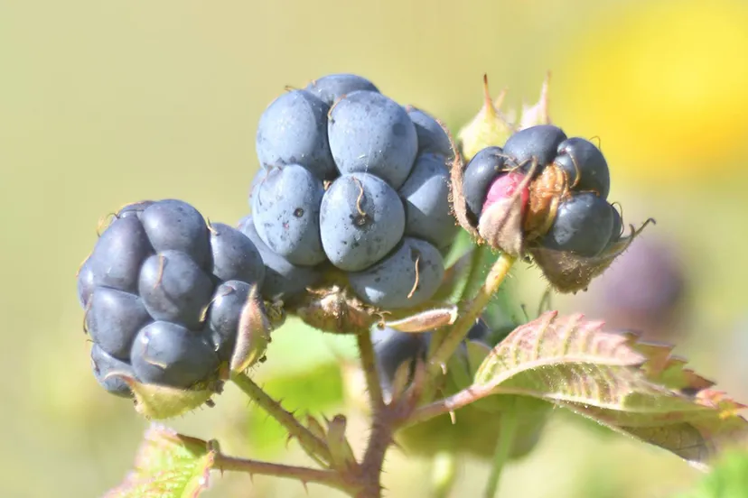 20229541 10214166378340572 598578482358185627 o ejw