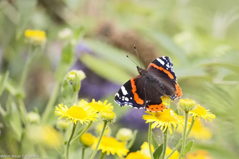 20280486 1820675754611035 8444916610420545295 o