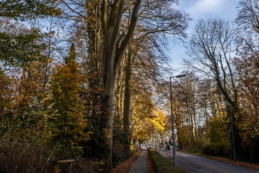 3z1a6011 alkmaarder hout wim meijer fotografie