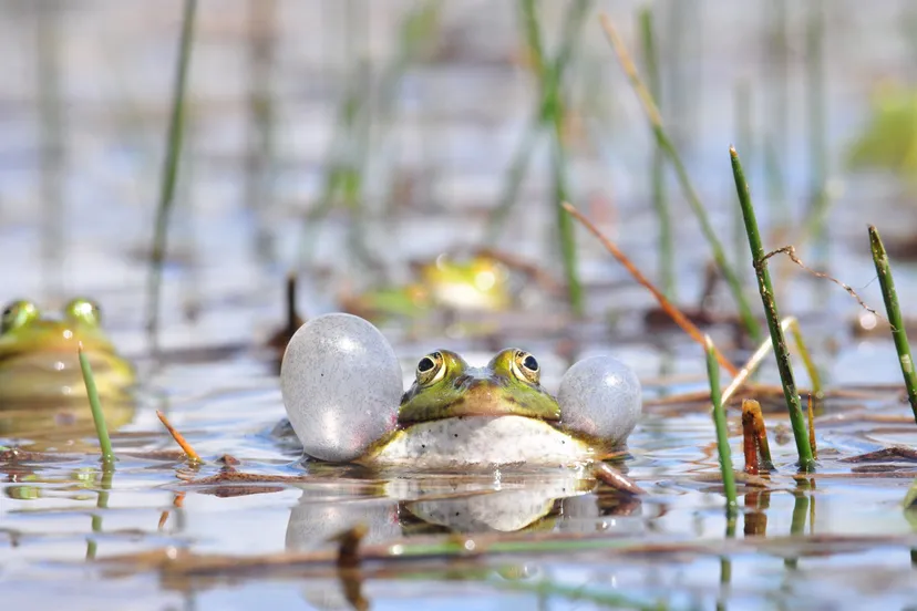 53151003 276350169923566 570527980833472512 n