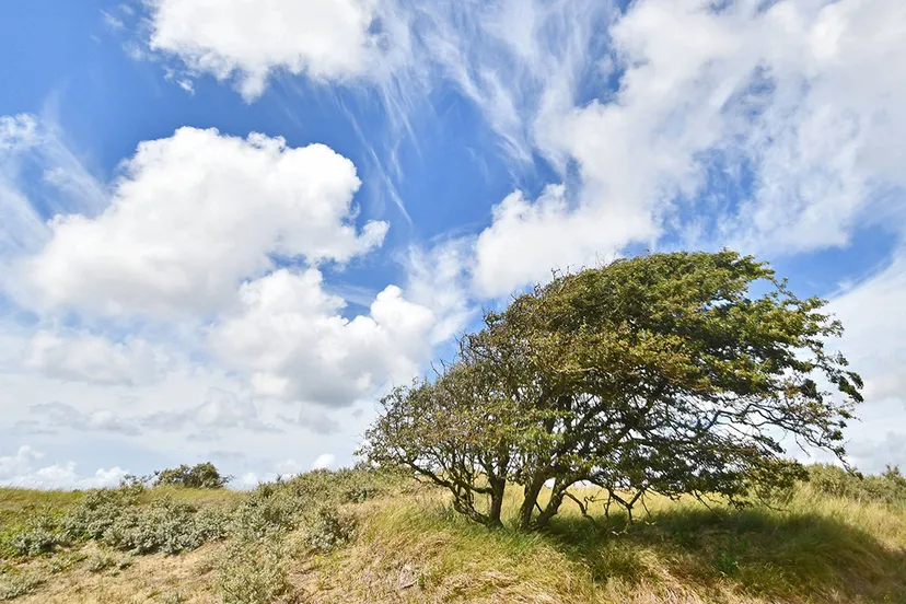 56795669 1893187484116842 2221608916603633664 n cover