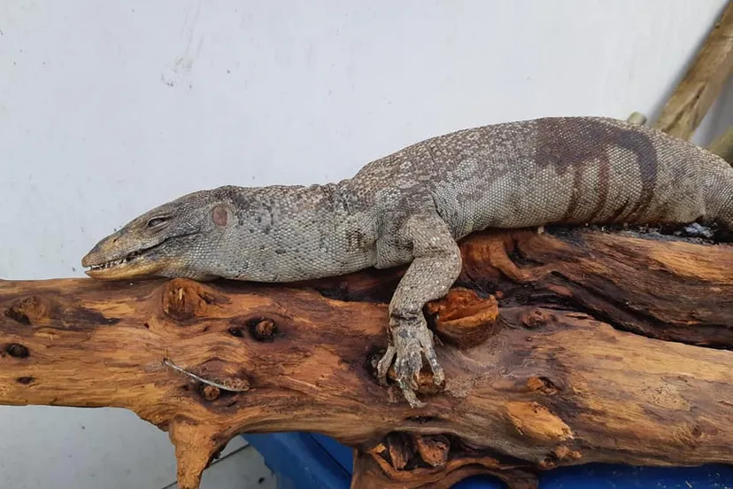 86376266 3065068530211854 8295864387470622720 n