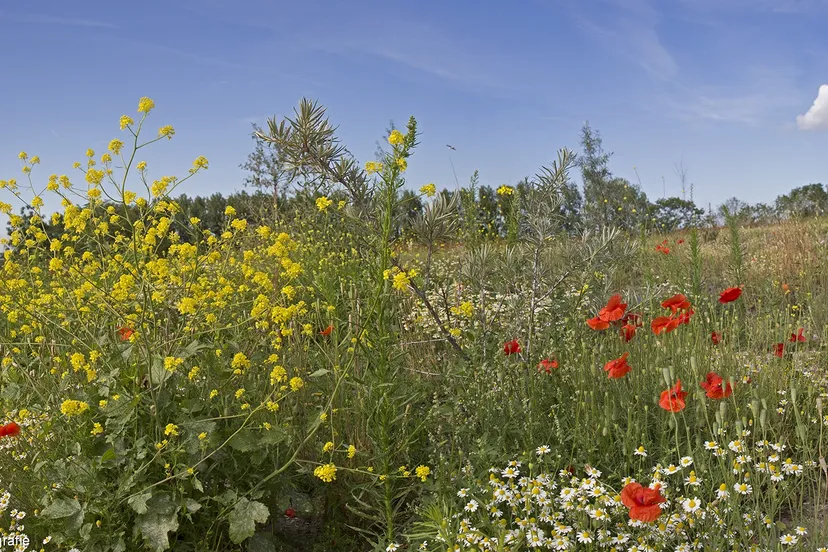 aagtenpark panorama8