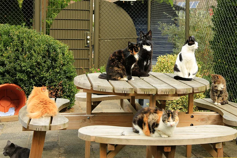 adoptieverblijf stg zwerfdier foto b de mol