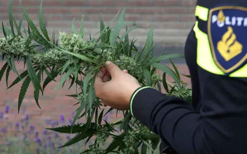 agent heeft hennepplant in handen politie ijmond 915x518 1