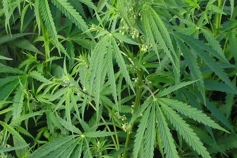 cannabis ruderalis male plant