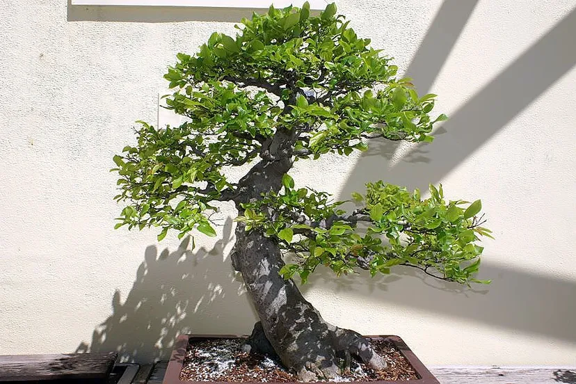 celtis sinensis 5zz