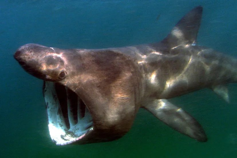 cetorhinus maximus atlantic 1