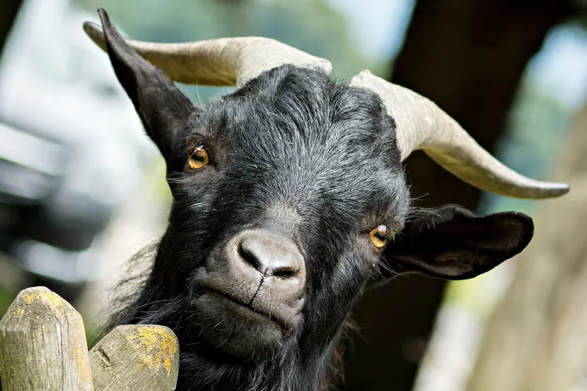 desire 1187663 1920 kopie