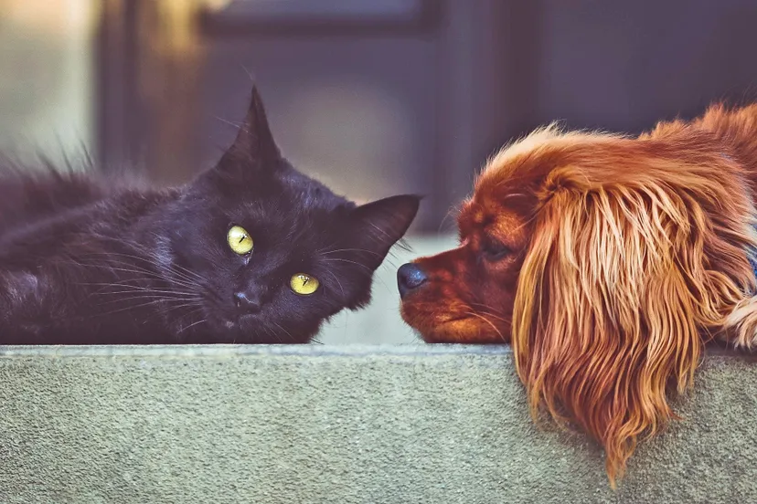 dog 2606759 1920 pixa