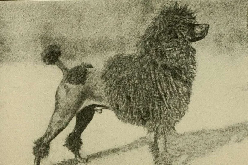 dogs as home companions a book for all dog lovers 1922 14589568388 2cf454