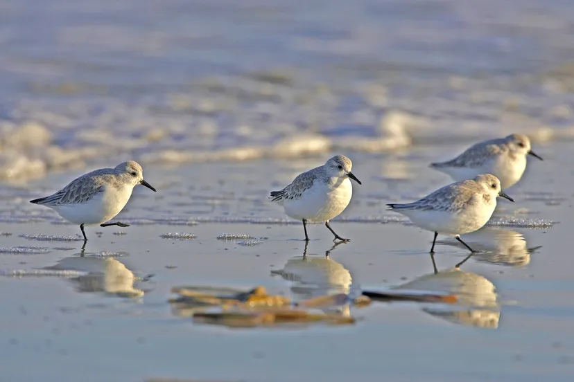drieteenstrandlopers door johan krol