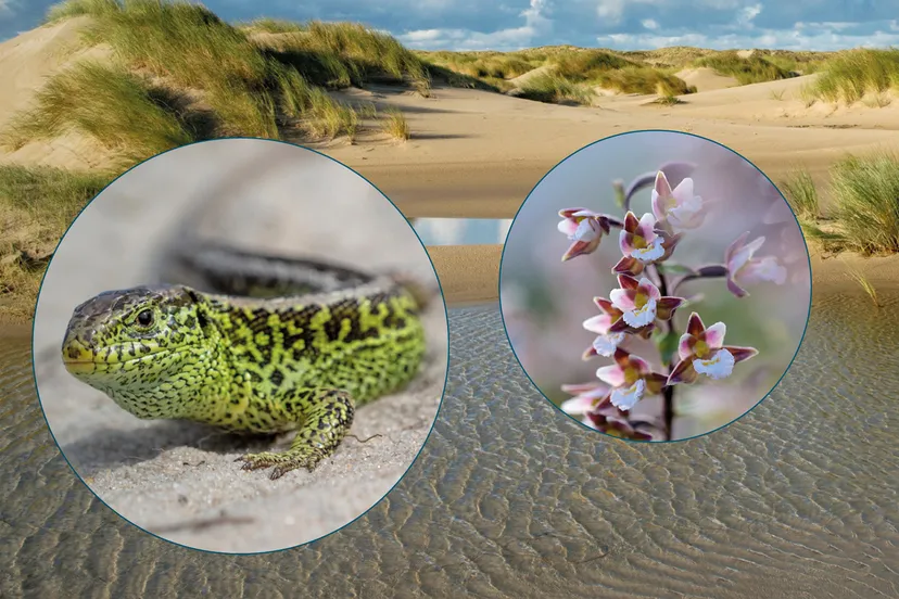 duinen levend landschap voorkant uitsnede