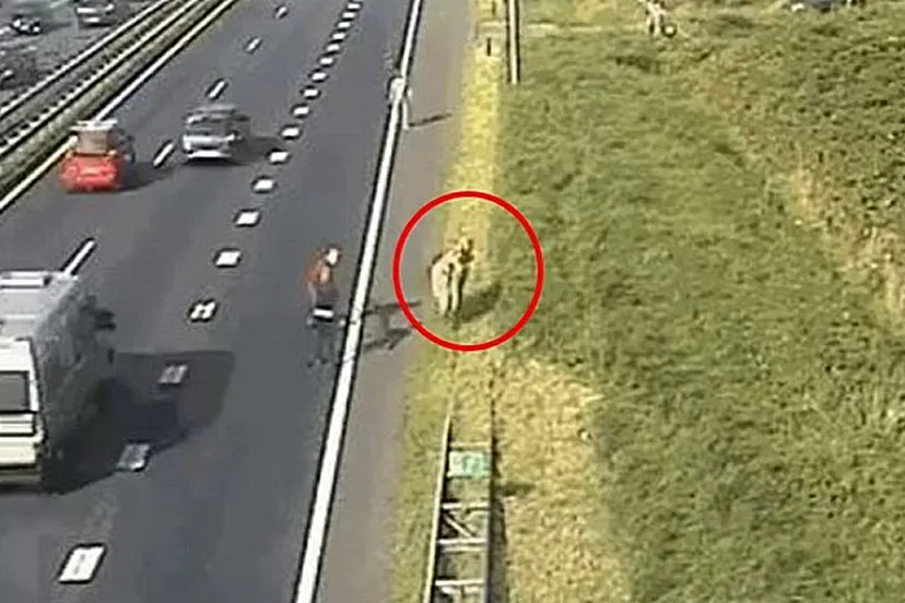 foto rijkswaterstaat koe