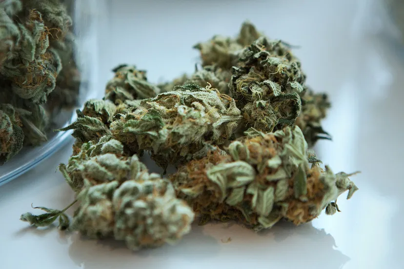 get budding ojjkfgn ap4 unsplash