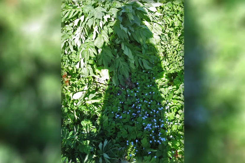 groene foto 1 kopieren 2b