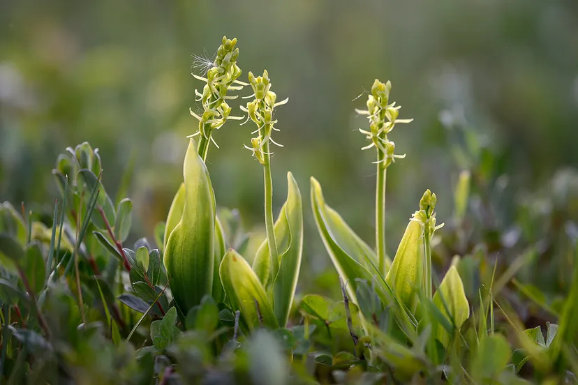 groengele bloemen van bloeiende groenknolorchis liparis loeselii in primaire duinvallei op het kennemerstrand bij ijmuiden ronald van wijk