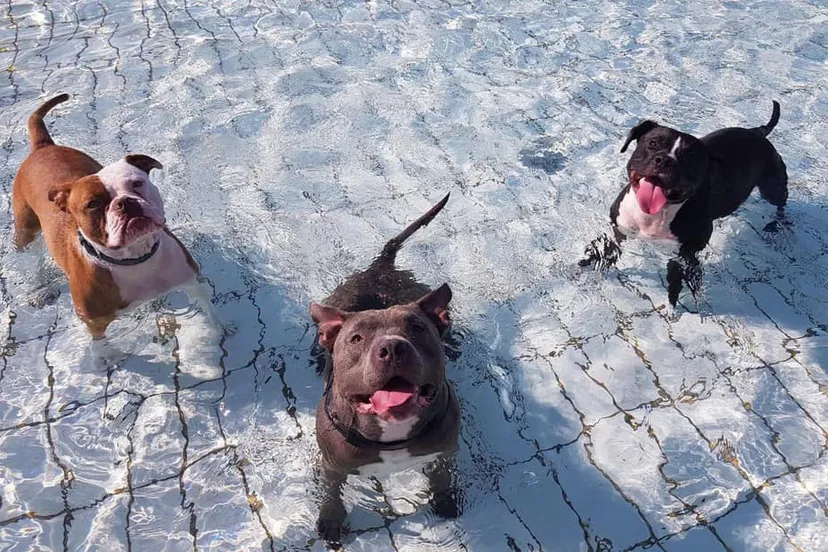 hondenzwemmen hoornse vaart