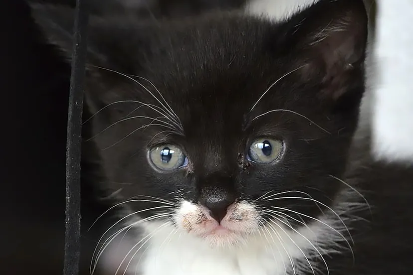 kitten black and white cat baby pet nature 1