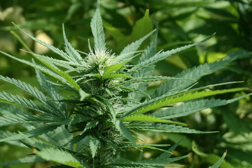 marijuana 1692939 1920 pixabay