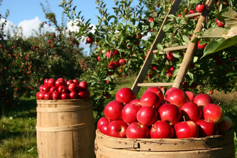 orchard 1872997 1280 pixabay