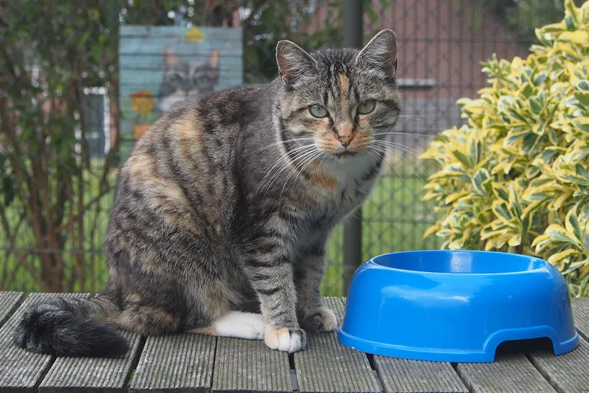 poes hailey woont tijdelijk bij stichting zwerfdier foto n cremer