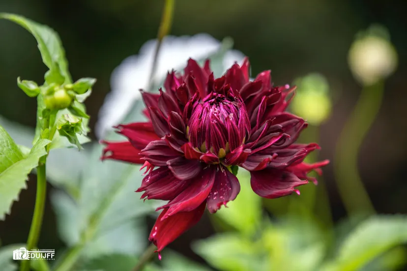 purple dahlia