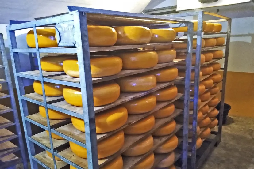 rijpen alkmaars goud kaas