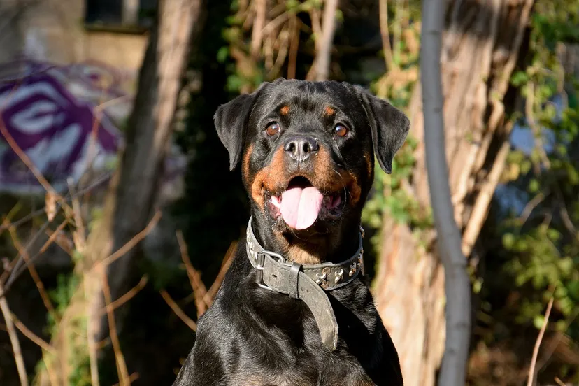 rotweiler 2125293 1920