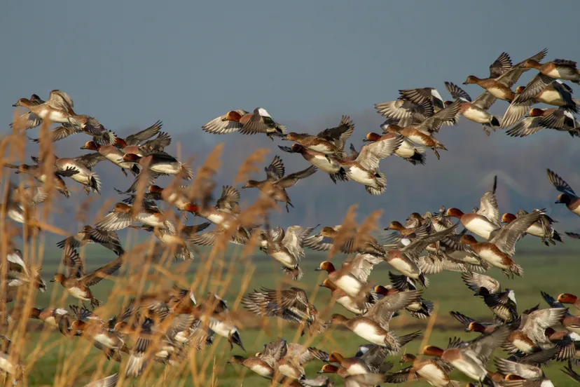 smient dennis schaefer