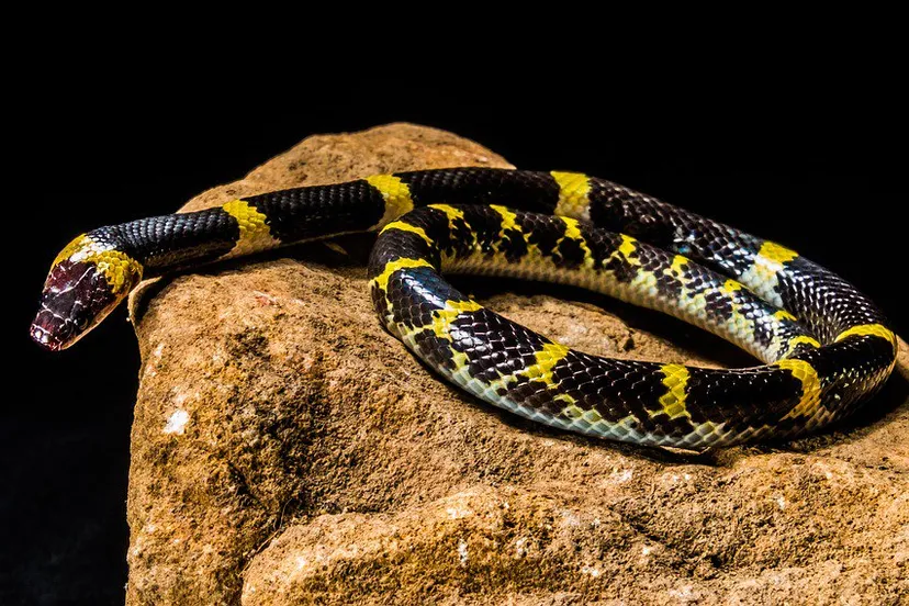 snake 241501 960 720