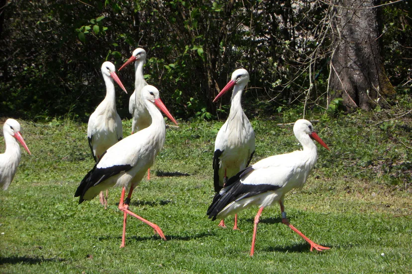 stork g3cc207f88 1920b