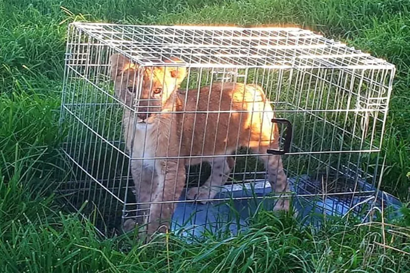 twitter politie utrecht