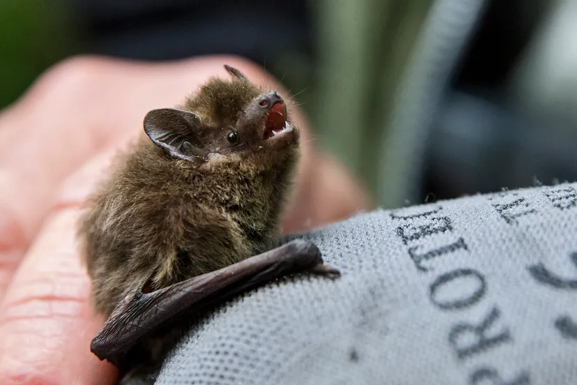 vleermuis wildrijk 18 dutchphoto kl