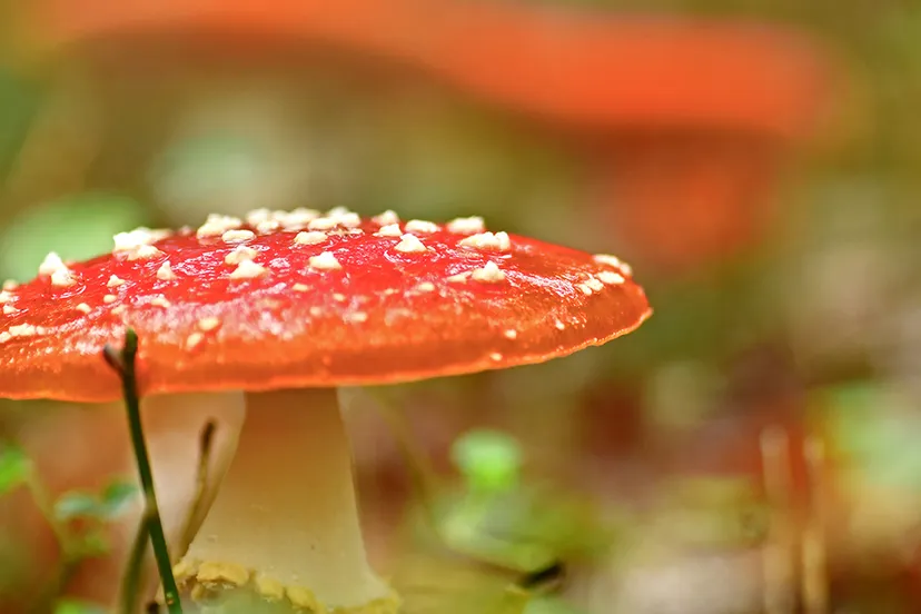 vliegenzwam cover warm