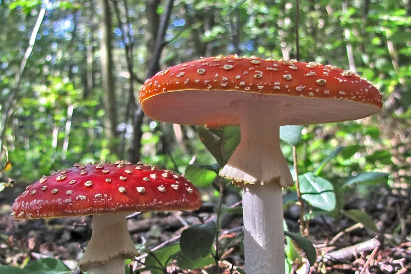 vliegenzwam foto henk van bruggen 1500