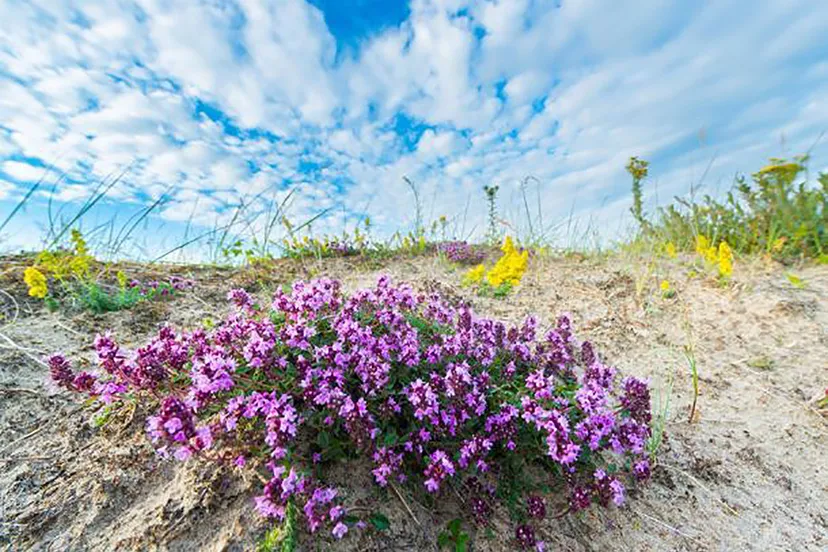 wilde tijm door nico van kappel2