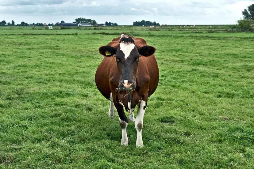 zuiderwoude fotografie hans van der meer cover