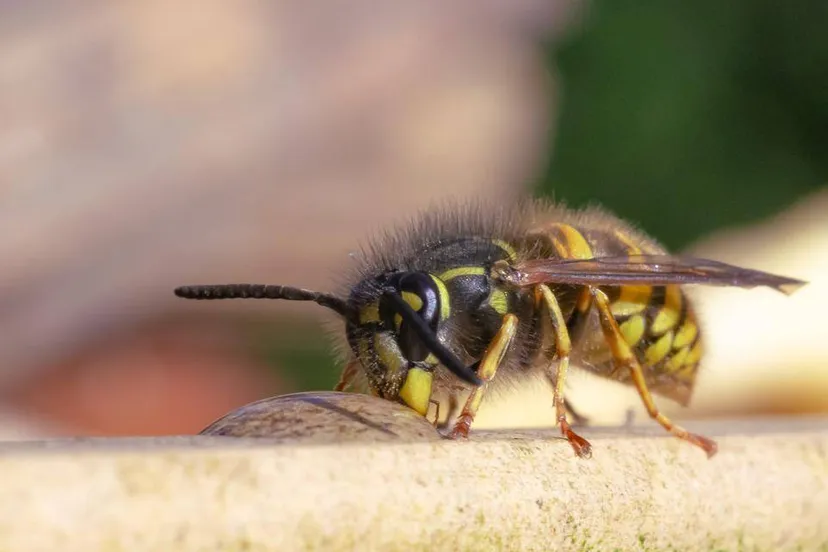 Close-up gewone wesp ©️Eric Mahieu (1)