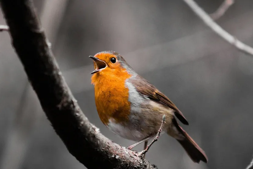 nicky-jones-rDyptCanKa0-unsplash