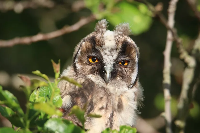 nathalieburblis-owl-7107272