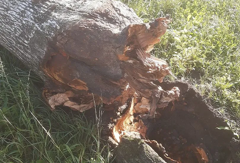 afgebroken iep gem almere