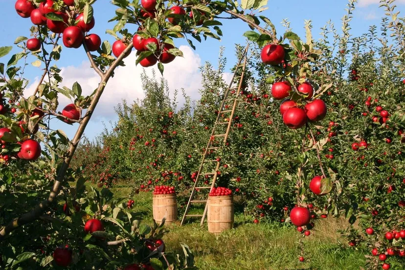 appelboomgaard lumix2004 via pixabay