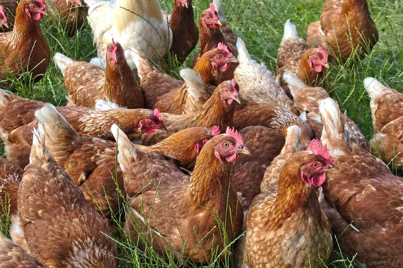 kippen dierenwelzijn helga kattinger via pixabay