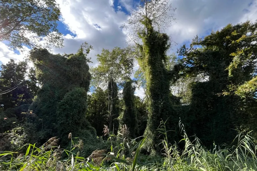 natuurwerkdag bosrank bestrijden natuurwerkdag