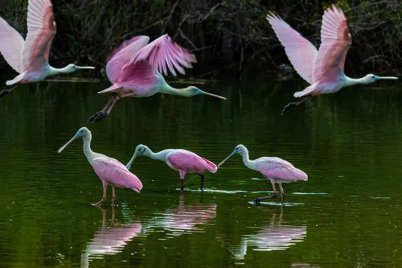 roze lepelaar thomas hoang via pixabay