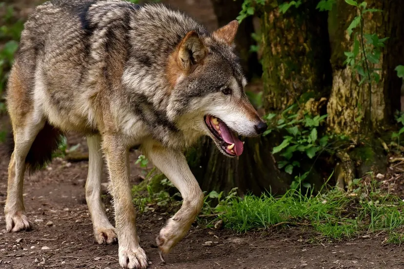 wolf alexa via pixabay