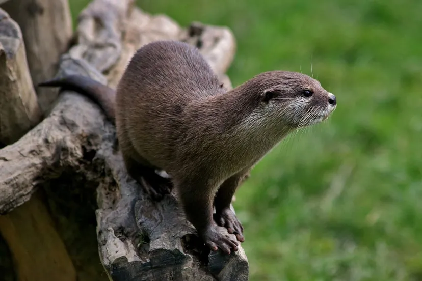 otter natuur linny via pixabay