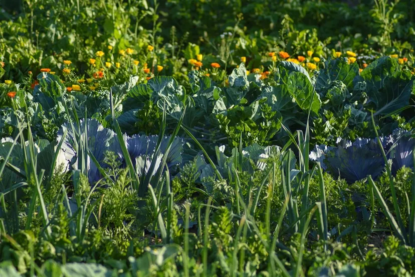 moestuin reginal via pixabay