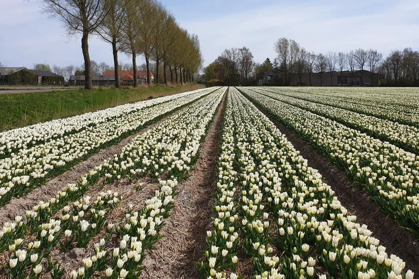 tulpen noordoostpolder prov flevoland